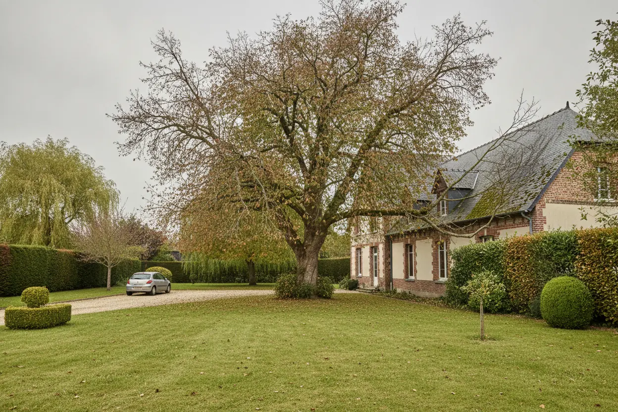 Érable dense avant taille douce à Bois-Guillaume
